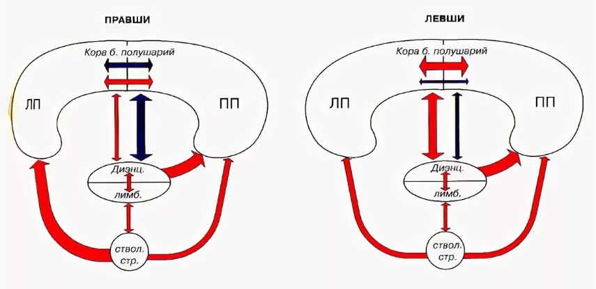 Левши и правши. Особенности психического склада и строения мозга -   Определение леворукости, ее признаки и виды 