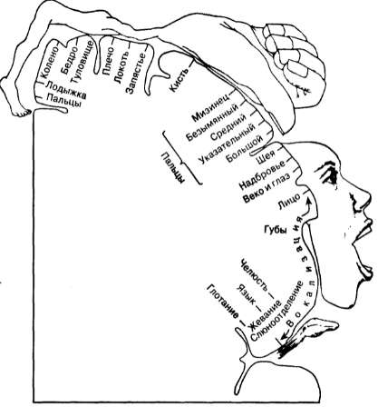 Мозг и психика человека - Психика человека и ее функции. Классификация психических явлений