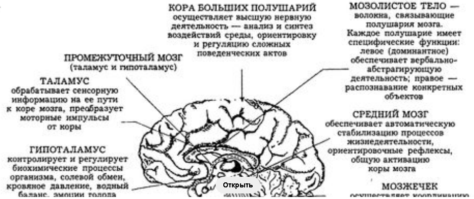 Мозг и психика в психологии - Психика человека и ее функции