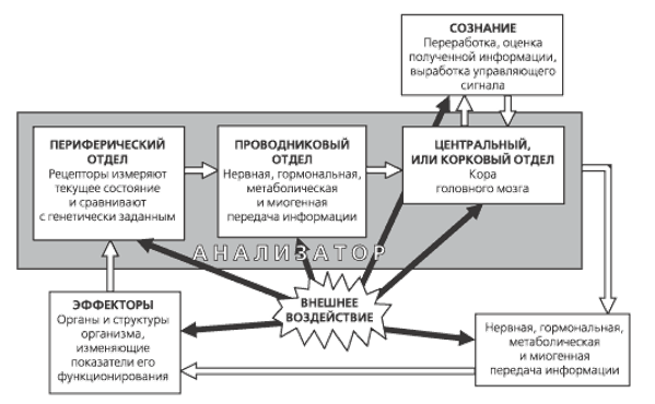 Мозг и сознание - Проблема сознания и основные подходы к ее философскому анализу 