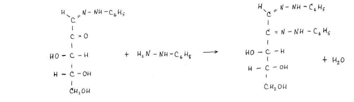 Напишите проекционные формулы Фишера молекулы ликсозы. Определите количество ее оптических изомеров. С помощью формул КоллиТоллен-са и Хеуорса приведите 4 таутомерные циклические формы Dликсозы. Назовите. Приведите схемы получения из ликсозы: а) озазона ликсозы, б) ликсуроновой кислоты, в) О-метил-2,3,4-триметил-α-D-ликсопиранозида. Продукт последней реакции гидролизуйте. Назовите. Какие дисахариды называются восстанавливающими? Приведите перспективную формулу (по Хеуорсу) молекулы целлобиозы. Дайте химическое название. С помощью соответствующих реакций подтвердите, что целлобиоза относится к восстанавливающим дисахаридам. Объясните связь структурных особенностей целлюлозы с ее механическими свойствами и химической устойчивостью. Приведите ее структурную формулу. 