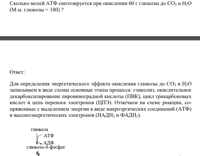  Сколько молей АТФ синтезируется при окислении 60 г глюкозы до CO2 и H2O (М.м. глюкозы = 180) ?  