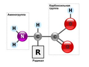 Какие соединения называют аминокислотами? Напишите формулу простейшей аминокислоты. Составьте схему поликонденсации аминокапроновой кислоты. Как называют образующийся при этом полимер? 