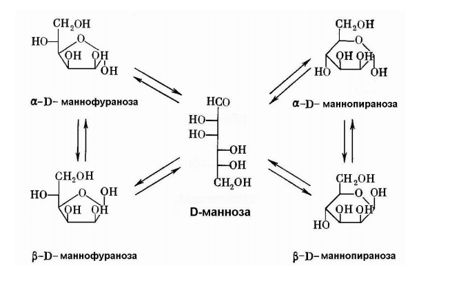  Проекционные формулы Фишера молекулы маннозы  D- манноза L- манноза 