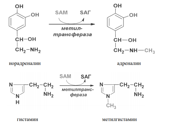Напишите реакции N-метилирования норадреналина, гистамина, при участии S-аденозилметионина. Каково биологическое значение этих процессов? 