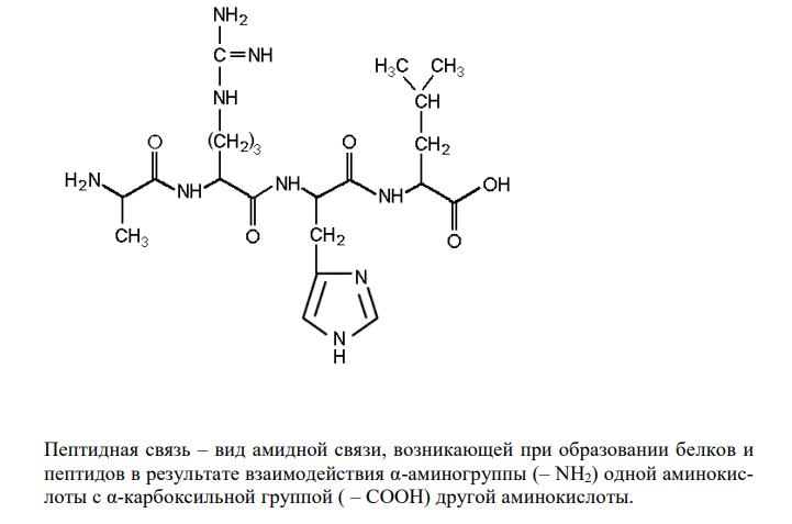  Напишите полипептид из следующих аминокислот: аланина, аргинина, гис-тидина, валина. Охарактеризуйте пептидную связь. 