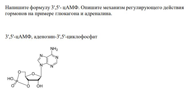  Напишите формулу 3',5'- цАМФ. Опишите механизм регулирующего действия гормонов на примере глюкагона и адреналина. 