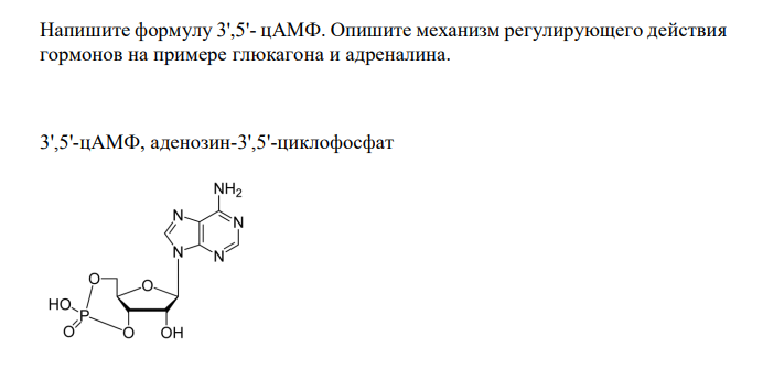  Напишите формулу 3',5'- цАМФ. Опишите механизм регулирующего действия гормонов на примере глюкагона и адреналина. 