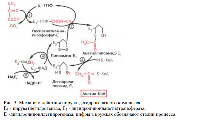  Напишите химические реакции окислительного декарбоксилирования пировиноградной кислоты с участием тиаминпирофосфата, липоевой кислоты, коэнзима А. Назовите, какие ферменты участвуют в этом процессе. Где локализован этот процесс ? 