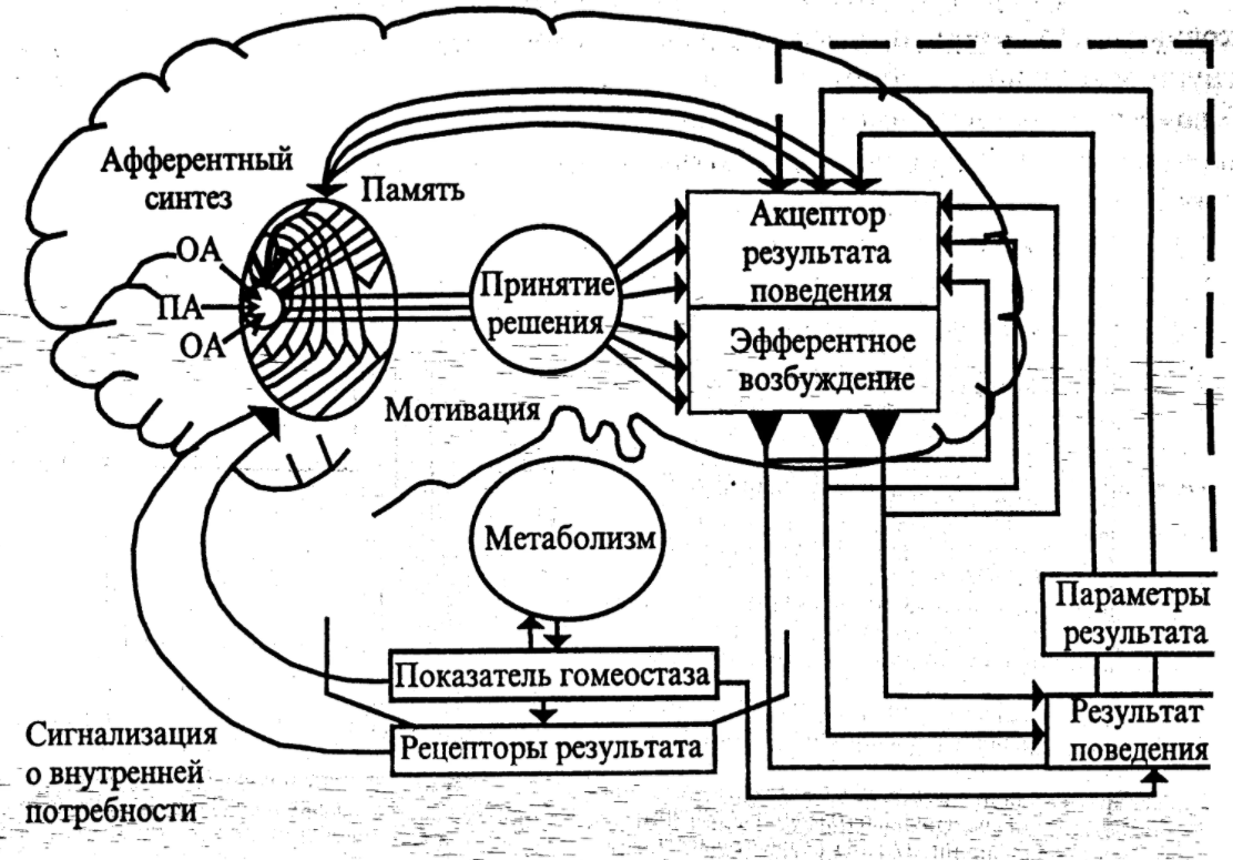 Физиология высшей нервной деятельности и сенсорных систем - Методы физиологии иннерваций