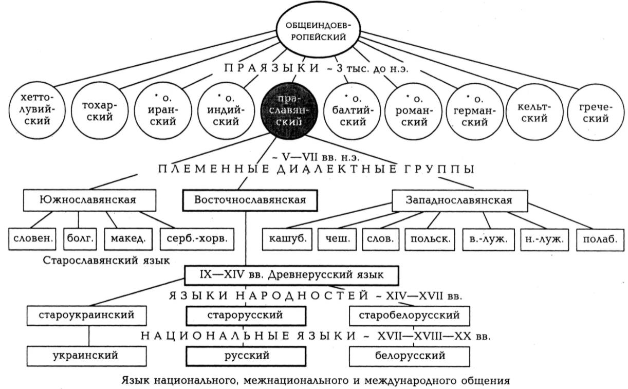 Система языкового образования схема