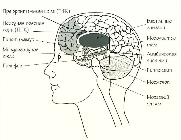 Нейропсихологические синдромы впф при различных видах дпв - Мозговые механизмы высших психических функций