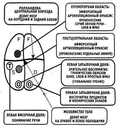 Практическая нейропсихология -   Категория «фактора» в нейропсихологии 