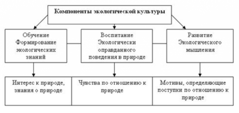 Проект экологическая культура